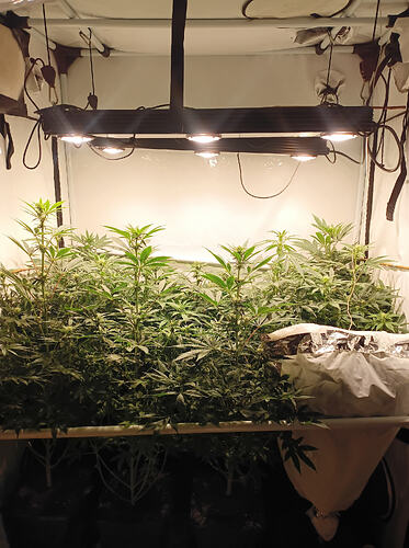 Growreport Bild 4