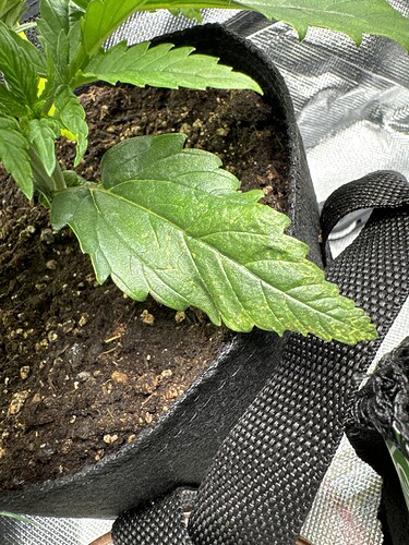 Growreport Bild 11