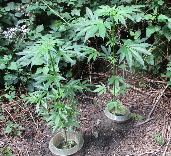 Indicas im Juni1