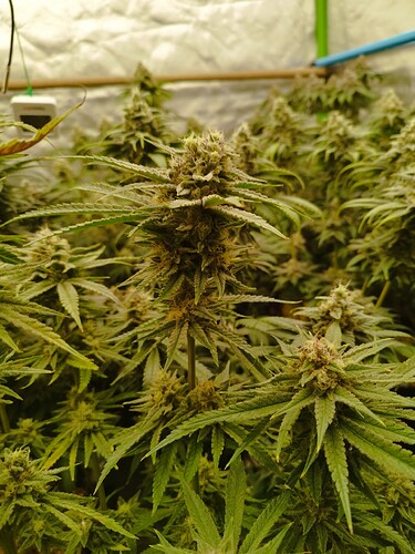 Cookies G2