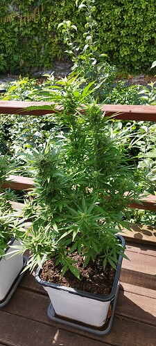 Growreport Bild 7