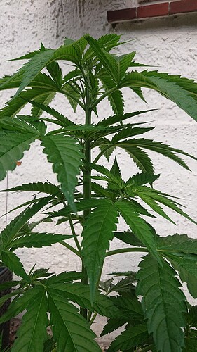 Growreport Bild 5