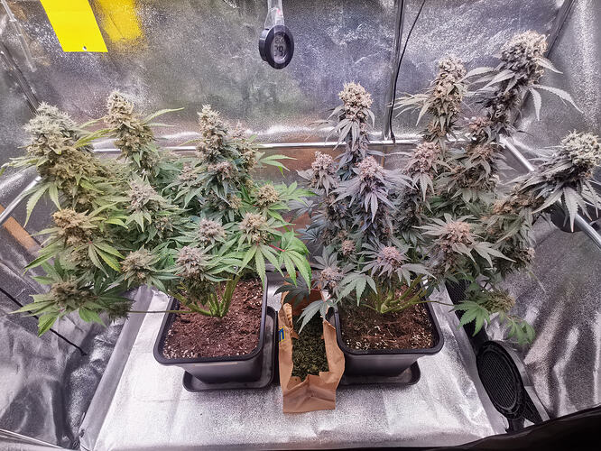 Growreport Bild 16