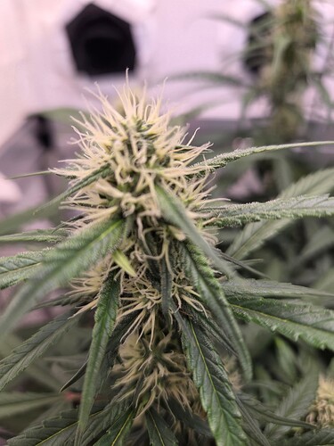Growreport Bild 1