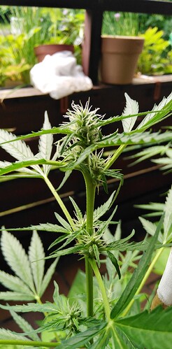 Growreport Bild 20