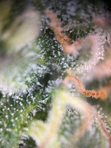 Growreport Bild 43