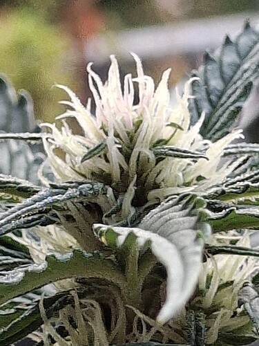 Growreport Bild 68