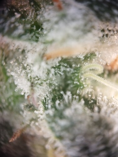 Growreport Bild 25
