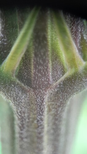 Growreport Bild 3
