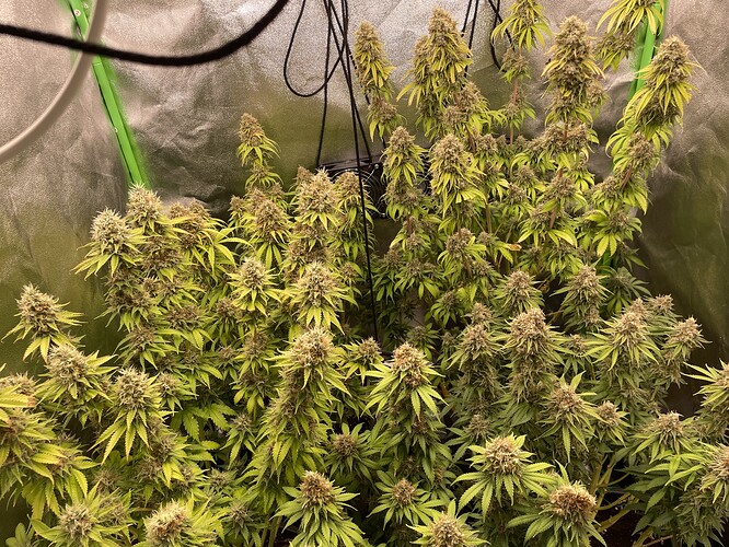 Growreport Bild 1
