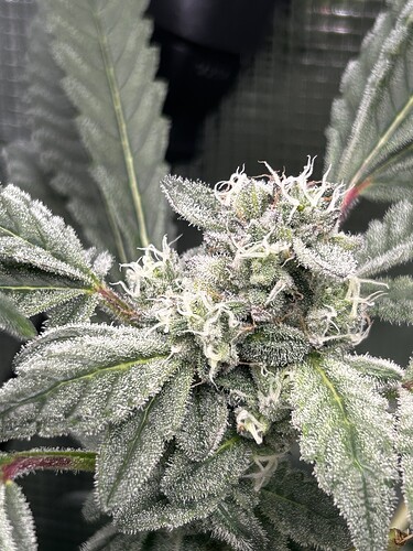 Growreport Bild 40