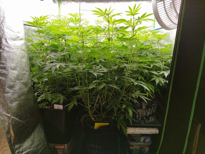 Mehrere junge Cannabispflanzen in einem Zelt, die sich im Wuchs befinden. Die Pflanzen sind dicht beieinander und zeigen deutliche Anzeichen von vegetativem Wachstum.