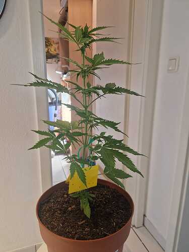 WhatsApp Image 2024-05-18 at 09.21.18