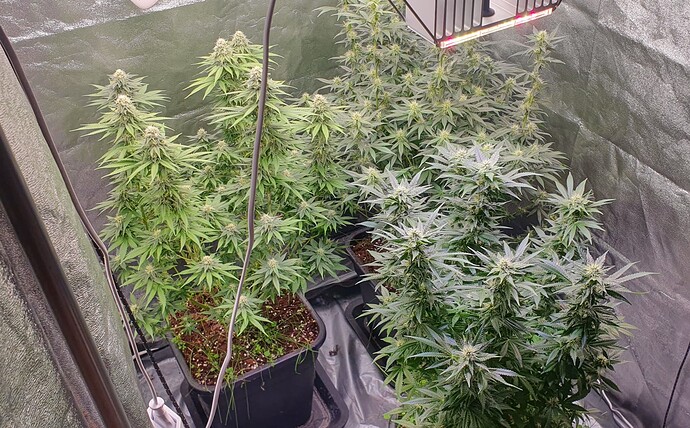 Growreport Bild 5