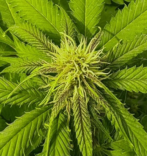 Growreport Bild 1