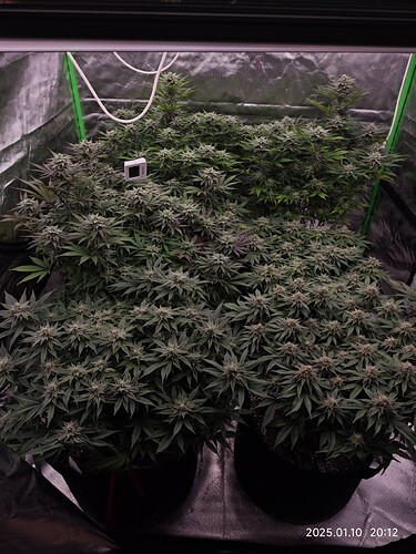 Growreport Bild 15