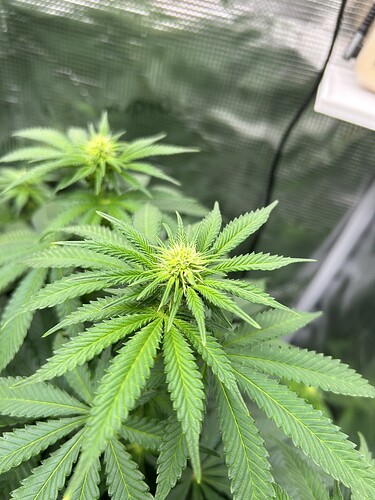 Nahaufnahme einer Cannabis-Pflanze in der frühen Blütephase mit sichtbaren Blütenansätzen.