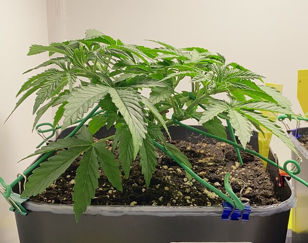 Growreport Bild 28