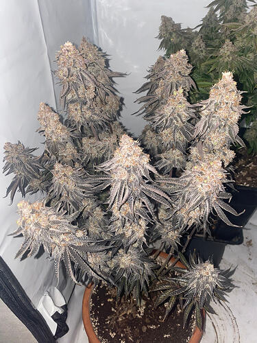 Growreport Bild 17