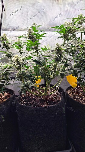 Growreport Bild 7