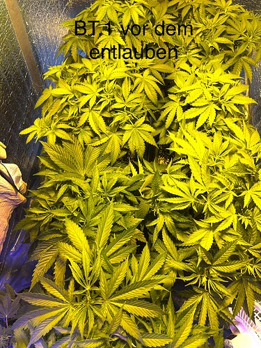 Growreport Bild 3