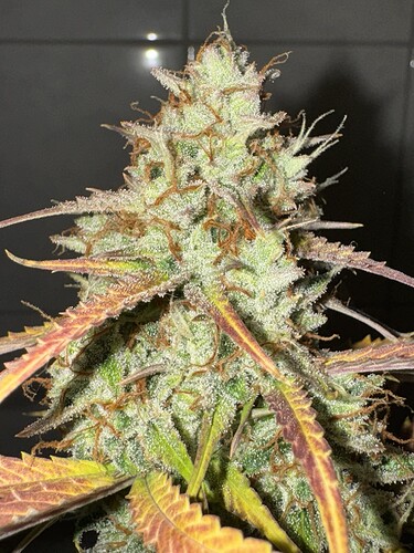 Growreport Bild 39