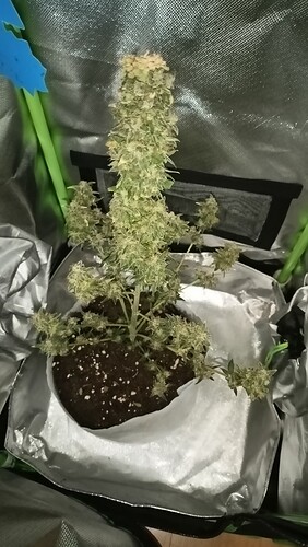 Growreport Bild 6