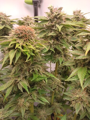Growreport Bild 38