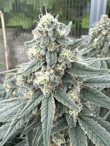 Growreport Bild 29