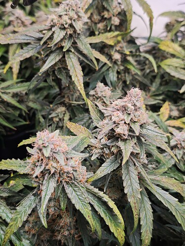 MVIMG_20251120_205314