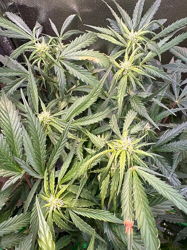 Growreport Bild 3