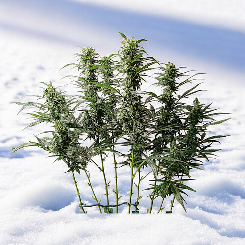 Growreport Bild 8