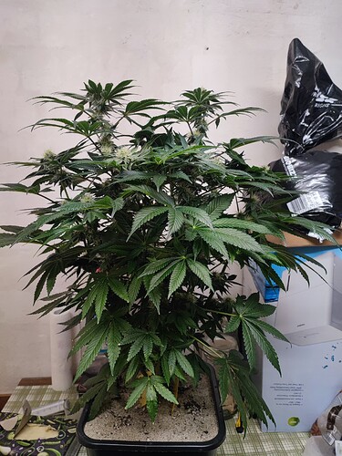 Growreport Bild 83