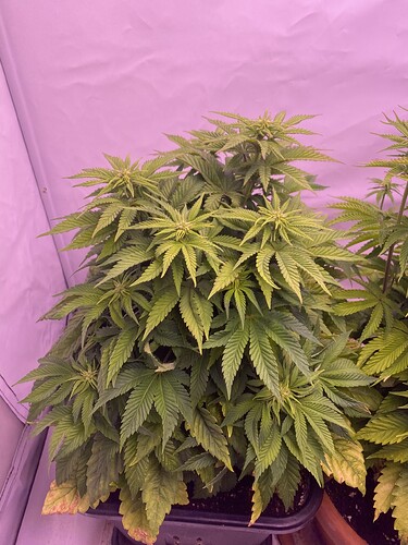 Growreport Bild 2