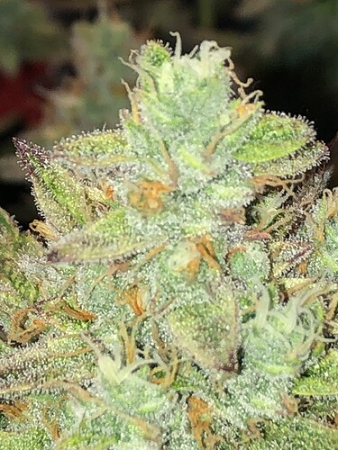 Growreport Bild 5