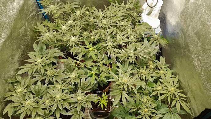Growreport Bild 1