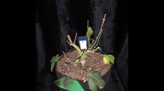 Growreport Bild 24