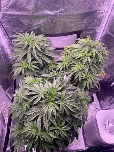 Growreport Bild 1