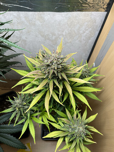 Growreport Bild 4