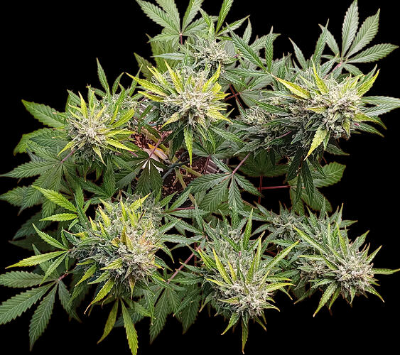 Growreport Bild 27