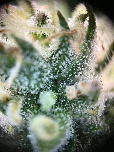 Growreport Bild 26