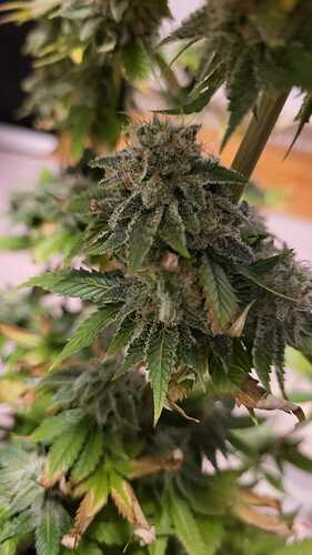 Growreport Bild 20
