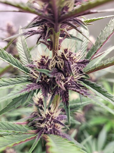 Growreport Bild 13
