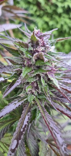 Growreport Bild 6