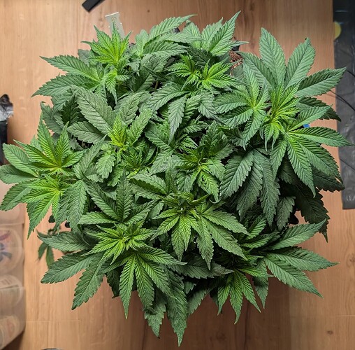 PXL_20250413_060733821.MP~2