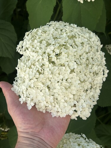 Growreport Bild 38