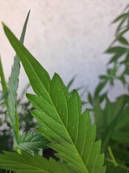 IMG_20250613_145028