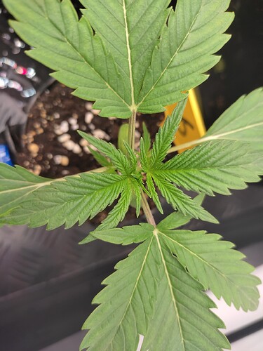 Growreport Bild 6