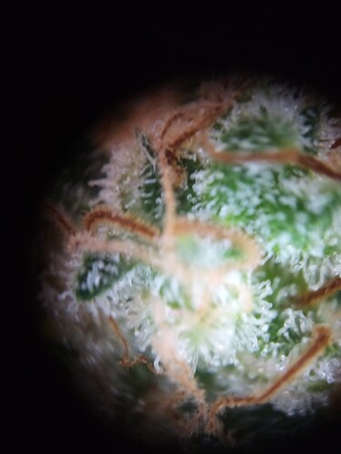 Growreport Bild 28