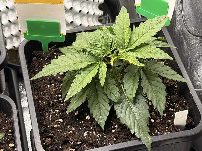 Growreport Bild 11